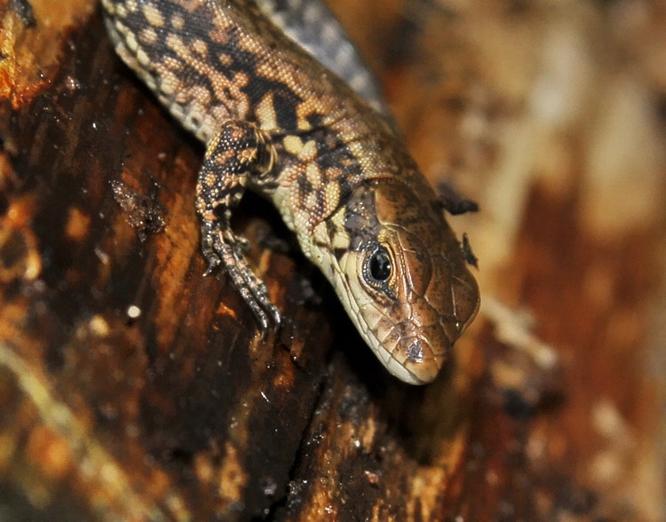 Inizio, ovvero fine stagione...